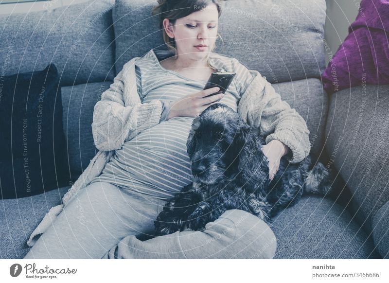 Young pregnant woman with her dog home quarantine mom family sofa friendship domestic domestic animal cocker spaniel life lifestyle single alone isolation real
