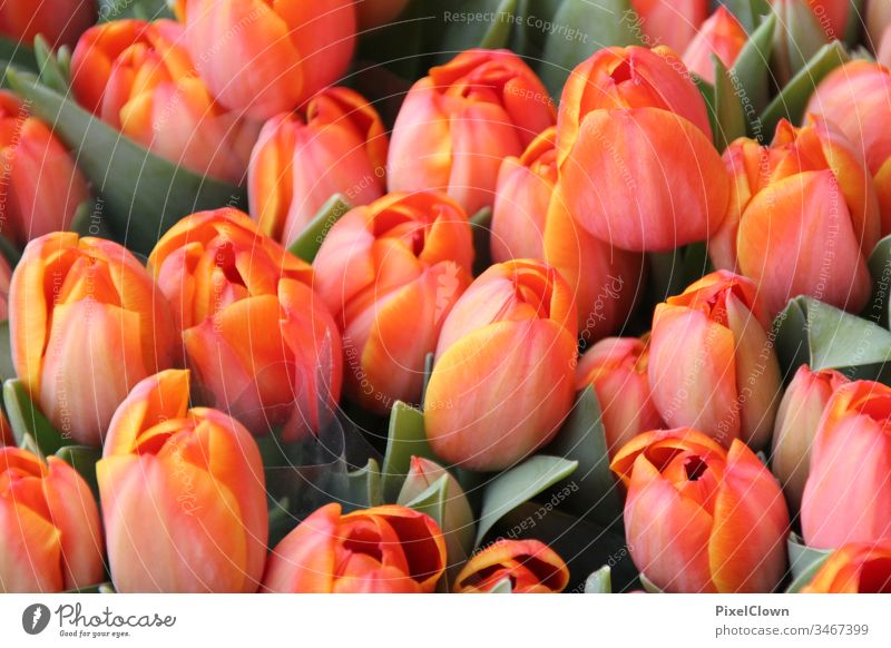 tulips Tulip blossom Flower Blossom Nature flora Close-up Orange Spring Beautiful
