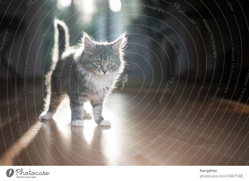 Young Maine Coon kitten against the light Kitten Sunlight Shadow indoors 2-5 months Enchanting Beautiful blue blotched bokeh Cute Domestic cat Fluffy Pelt