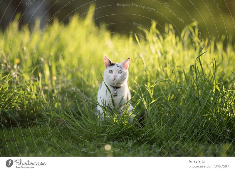 black white cat sitting in high grass in the evening sun no people Adventure Curiosity Watchfulness Investigation hiding Hunting on the move monitoring