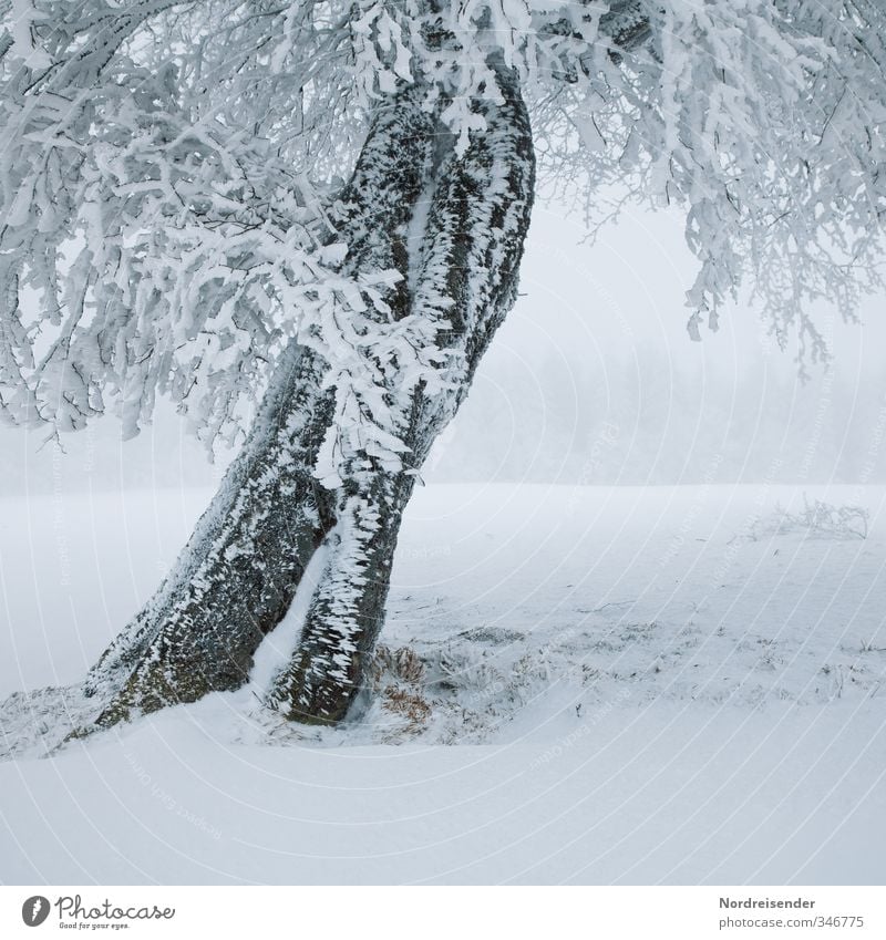 icily Life Senses Calm Winter Snow Winter vacation Landscape Plant Climate Weather Fog Ice Frost Tree Cold White Humble Loneliness Bizarre Stagnating Crooked