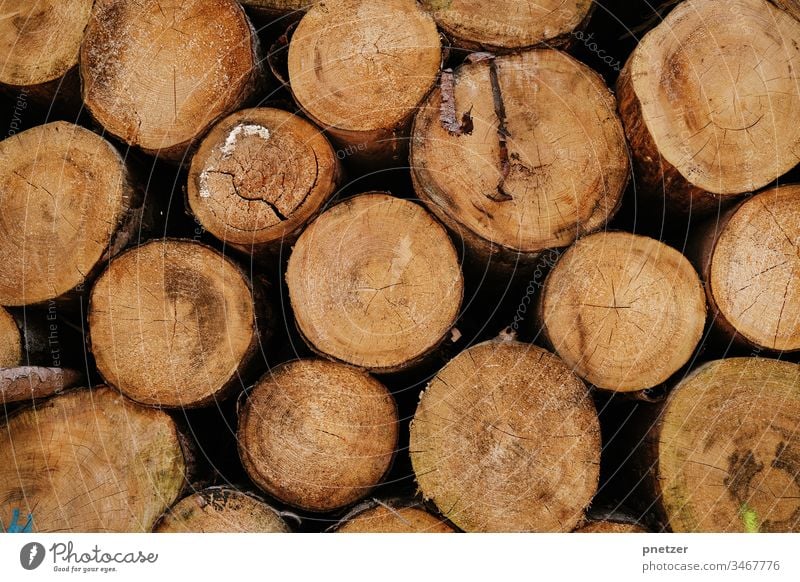 attention woodworms Tree Wood trunk felled Cut down Forest resource Fresh Dry Firewood kiln Nature wax Stack Lie bark Age lines Material circles Branch