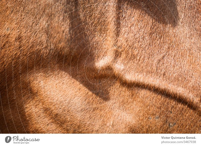 Brown horse skin Horse agrarian agricultural animal backwoods bucolic cavalry colt countryside desert ears europe fair weather farmland fast freedom idyllic