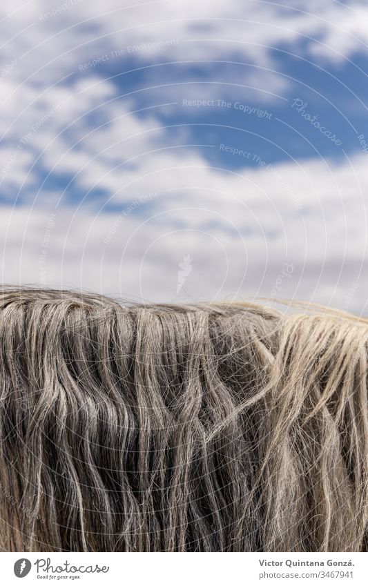 Horsehair detail agrarian agricultural animal backwoods bucolic cavalry colt countryside desert ears europe fair weather farmland fast freedom idyllic mare