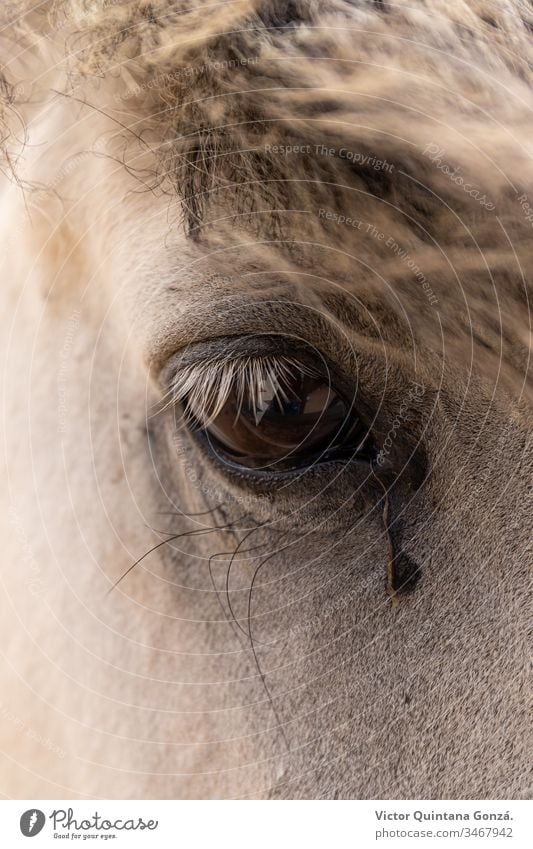 White horse eye closeup Horse agrarian agricultural animal backwoods bucolic cavalry colt countryside desert ears europe fair weather farmland fast freedom