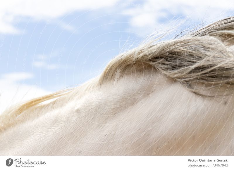 Horsehair detail agrarian agricultural animal backwoods bucolic cavalry colt countryside desert ears europe fair weather farmland fast freedom idyllic mare