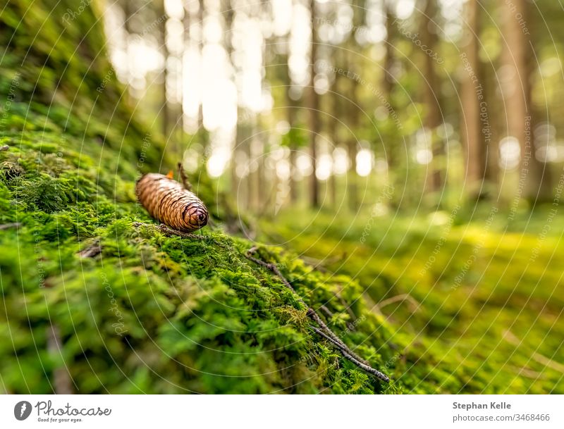 Green mossy forest with a pinecone in focus. green regeneration idyllic calm beautiful joy nature background plant environment natural pleasure tree outdoor