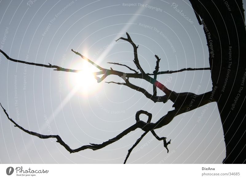 Embellished Tree Winter Back-light Sun Sunbeam Nature Sky Branch Silhouette Blue curlicue squiggled sunray