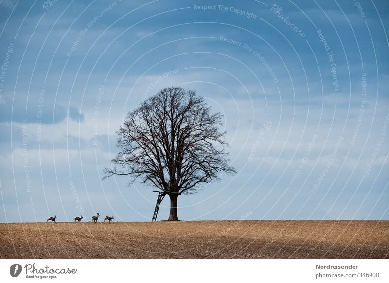 Hunting scene without hunters Sky Autumn Beautiful weather Tree Field Animal Wild animal Group of animals Animal family Running Walking Jump Blue Brown Movement