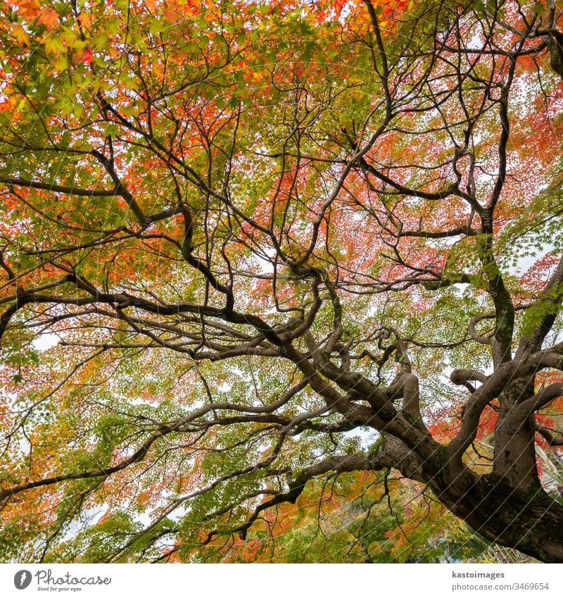 Colorful autumn tree. fall foliage background nature season japan mapletree beautiful landscape kyoto treetop japanese red colorful scene park forest zen garden