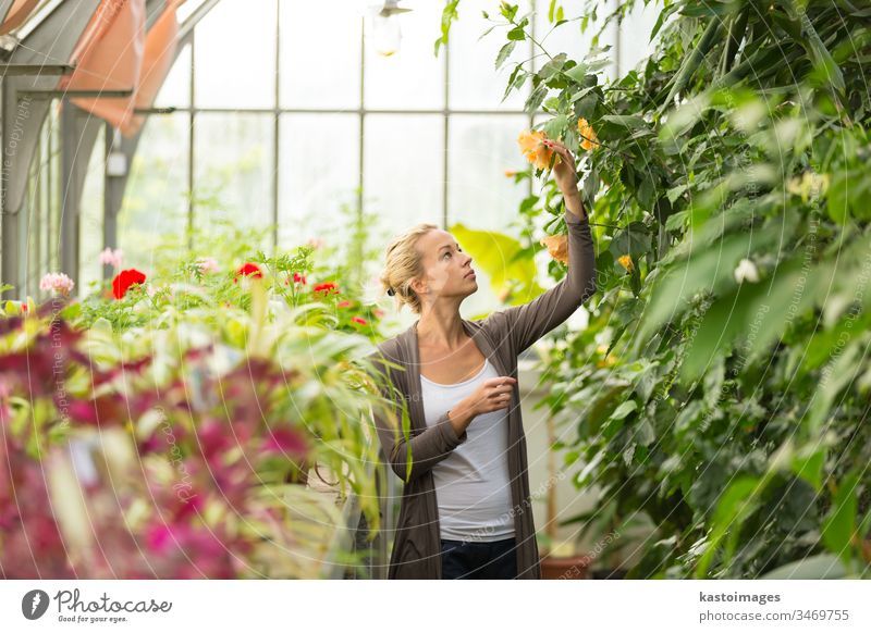 Florists woman working in greenhouse. gardening florist gardener plant flower nature female young beautiful people adult lady blossom girl nursery farm worker