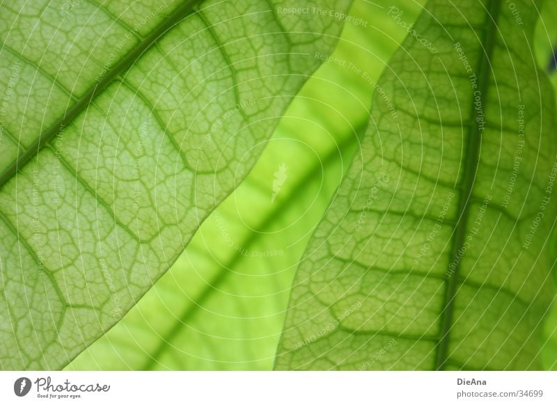 Green cells (3) Life Nature Houseplant Translucent Vessel leaf structure Transparent overlap pattern leaves Colour photo Interior shot Structures and shapes