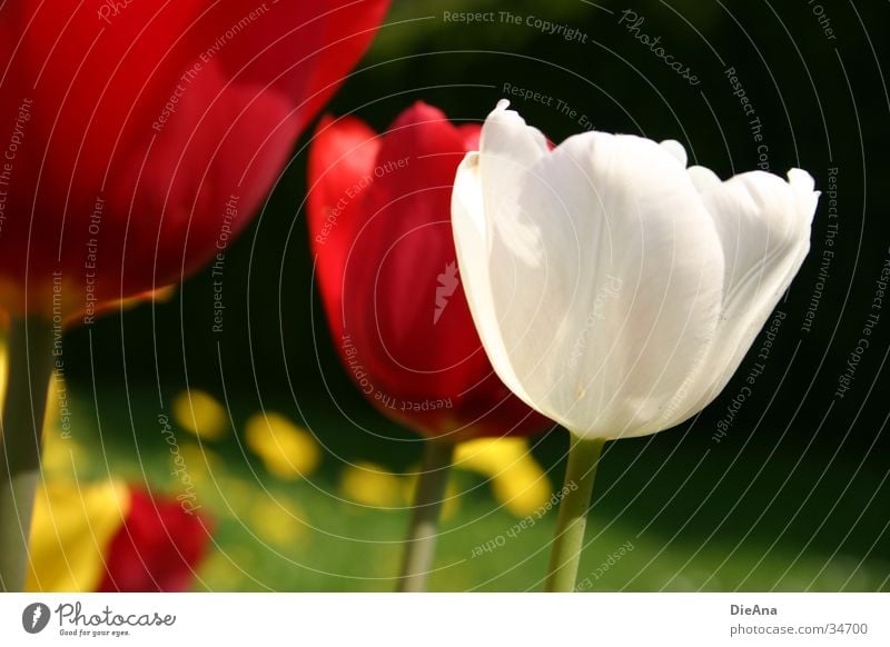 The white tulip Flower Tulip Red Yellow White Grass Green Spring April Garden Plant Blossoming Beautiful weather Nature