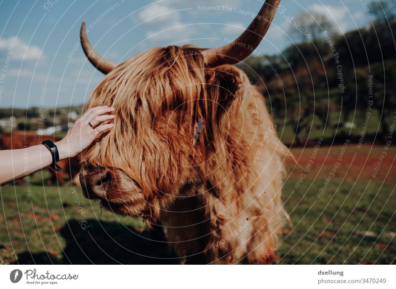 scottish highlander woman