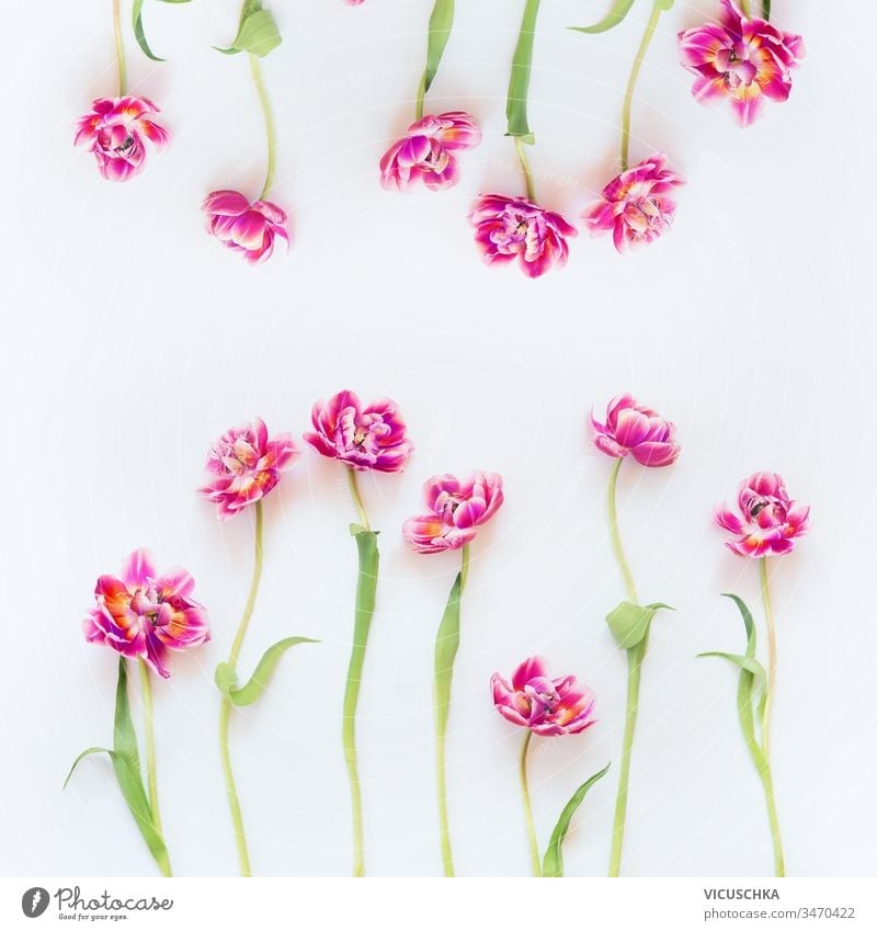 Lovely pink tulips frame composition on white background. Top view. Flat lay. Pretty layout. Abstract springtime. Mothers day or beauty lovely top view flat lay