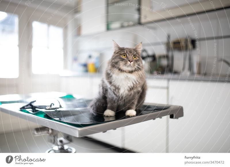 Maine Coon cat sitting on the operating table at the vet test Health care Veterinarian Sick clinic Animal Doctor med veterinary surgeon White purebred cat pets