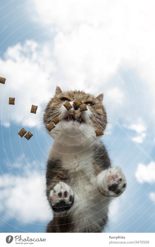 Cat eating treats on a glass table in the open air Copy Space bottom view cloud landscape Sky sunny Sunlight Summer Outdoors Paw Hairy Toe Beans pets
