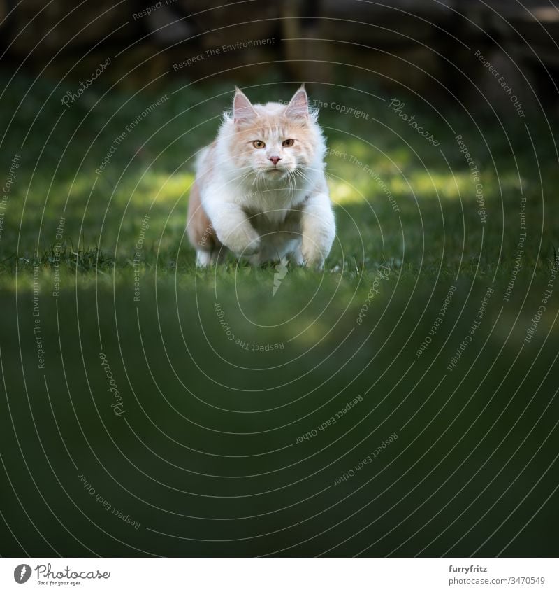 Maine Coon cat ready to attack Running Cat look into the camera Garden Fawn Beige Cream Tabby Longhaired cat purebred cat pets Kitten Pelt Fluffy feline