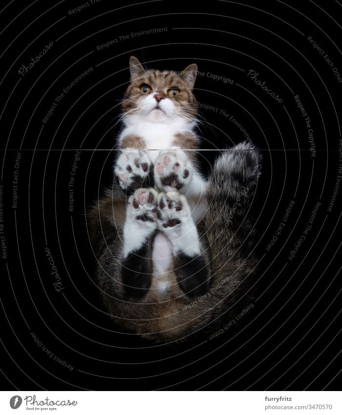 bottom view of a white tabby maine coon cat sitting on a window glass panel looking down at camera in front of black background copy space studio shot paw hairy