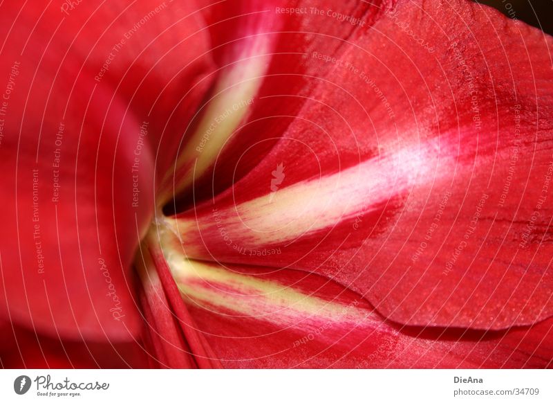 velvety Flower Yellow Red White Amaryllis Blossom leave Houseplant blossoms Colour photo Interior shot Flash photo Light Shadow Blur