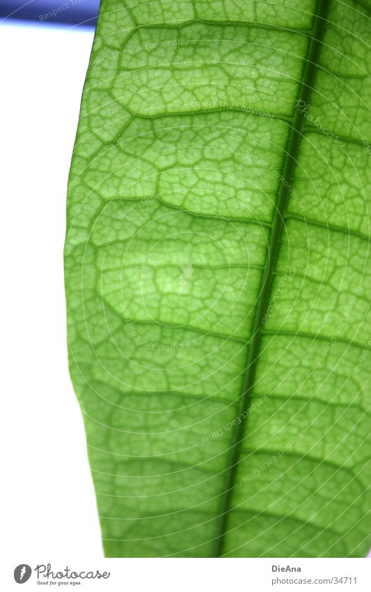 Green cells (1) Life Nature Houseplant Translucent Vessel leaf structure Transparent overlap pattern leaves Colour photo Interior shot Structures and shapes