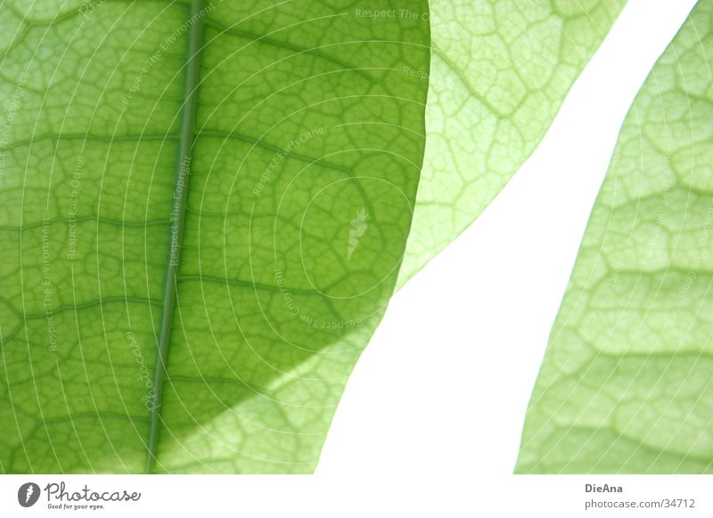 Green cells (2) Life Nature Houseplant Translucent Vessel leaf structure Prison cell Transparent overlap pattern leaves Colour photo Interior shot