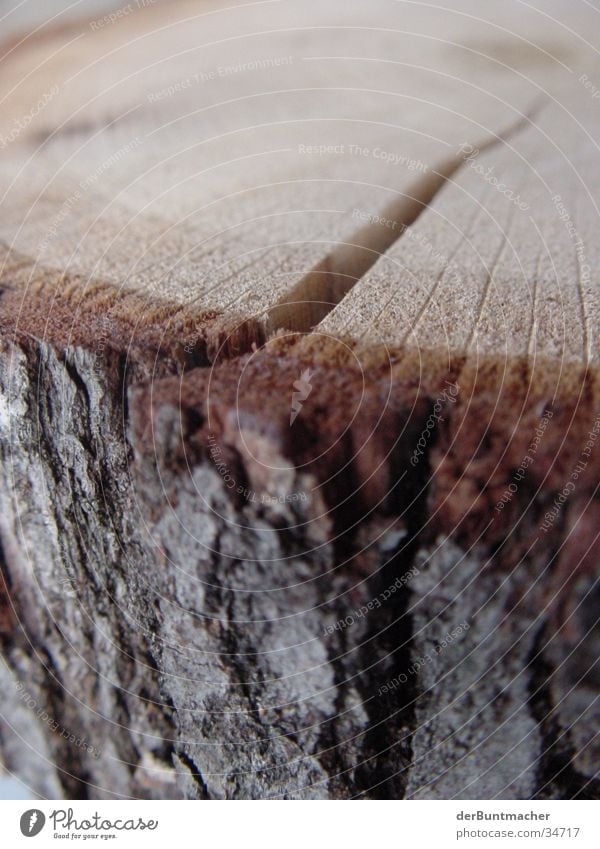 Wood is! Thread Tree bark Annual ring Structures and shapes chopping block Column Macro (Extreme close-up) Tree trunk