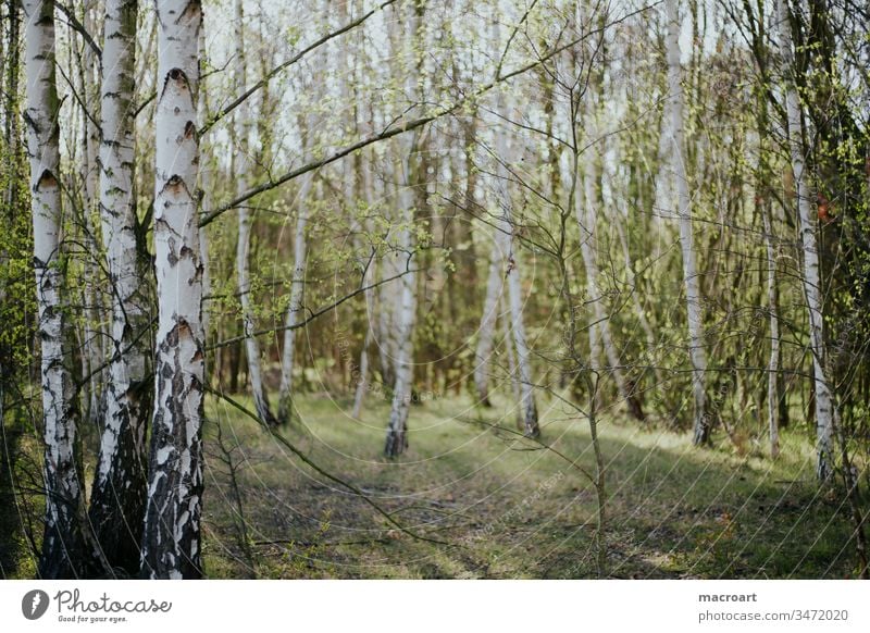 birch forest Birch wood birches Exterior shot Nature Forest Tree Day Environment Birch tree Landscape Deserted Colour photo Spring Forestry