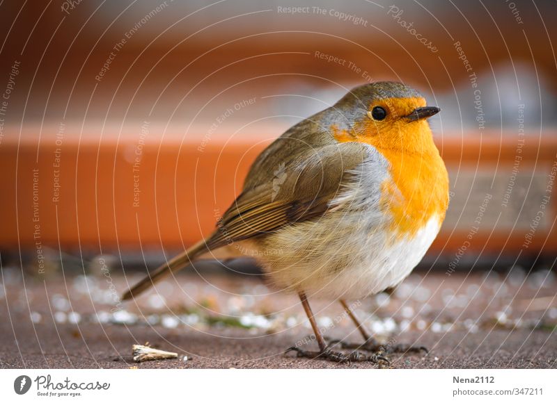 crumb collector Nature Animal Bird 1 Orange Robin redbreast Hop Songbirds Terrace Small Round Cute Colour photo Exterior shot Close-up Detail Deserted