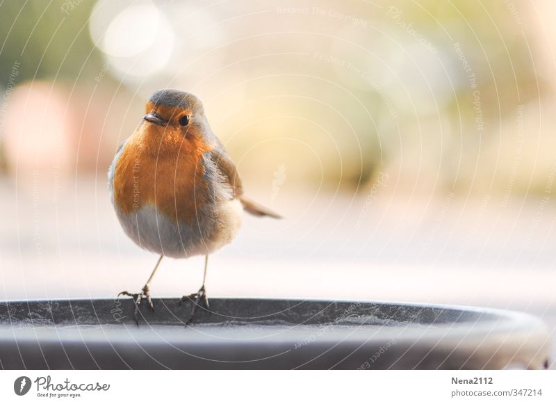 When's dinner? Environment Nature Animal Bird 1 Discover Stand Wait Natural Cute Orange Red Robin redbreast Feeding area Foraging Small Lens flare Colour photo