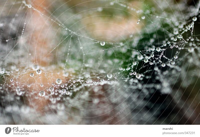 morning dew Nature Plant Autumn Winter Weather Grass Brown Green Drops of water Spider's web Dew Glittering Colour photo Exterior shot Close-up Detail