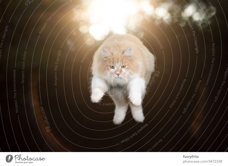 cream tabby white maine coon cat outdoors jumping in the air with sun in the background one animal flying mid air levitation trick artistic hunting focused pets