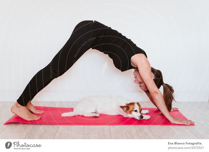 cute small jack russell dog lying on a yoga mat at home. Bottle of water  besides. Healthy lifestyle indoors - a Royalty Free Stock Photo from  Photocase