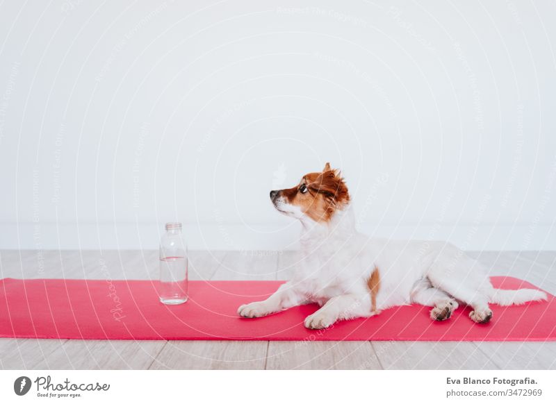 cute small jack russell dog lying on a yoga mat at home. Bottle of water besides. Healthy lifestyle indoors woman pet together sport exercise healthy female