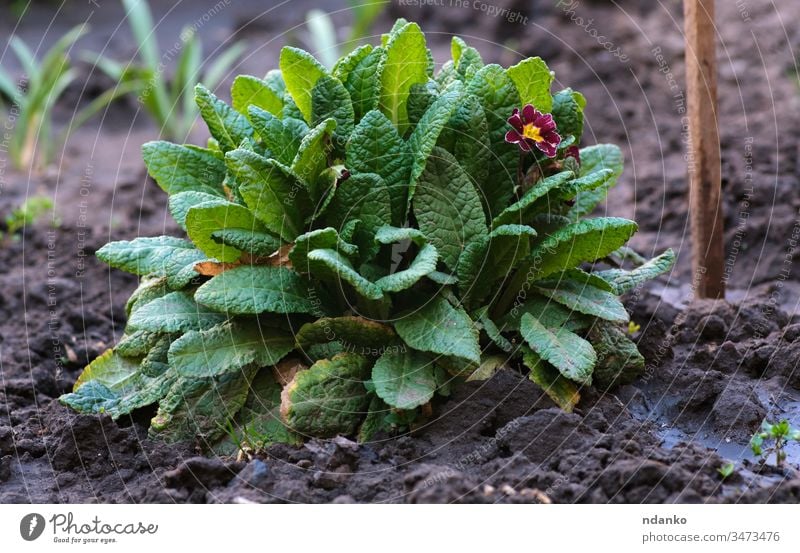 bush with large green leaves and red flowers Primula acaulis springtime growing day petal season primula growth bunch botanical beautiful beauty bloom blooming