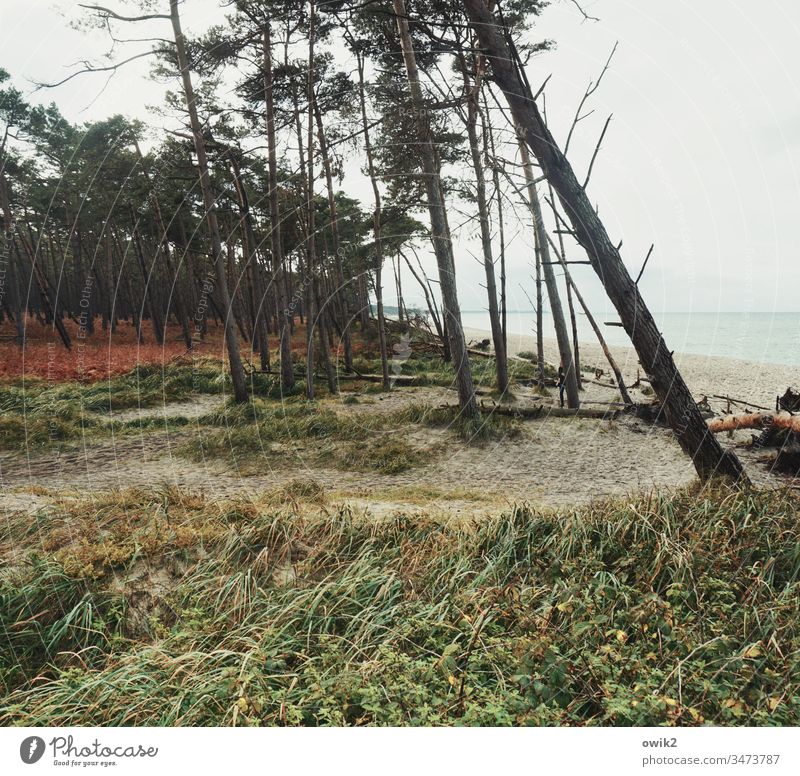 Social imbalance Wind cripple Darss Western Beach Coast Baltic Sea Landscape Nature Tree Environment Exterior shot Plant Deserted Grass Sky skew Ocean Horizon