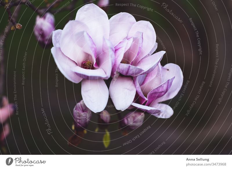 Magnolia blossom spring, pink inpainting on dark background magnolia Magnolia tree Blossom Pink purple Spring Exterior shot Colour photo Plant Blossoming Growth