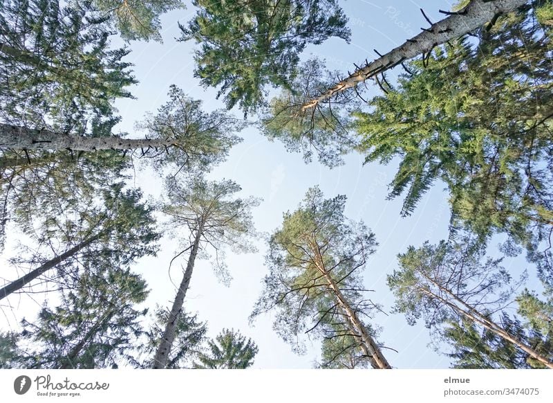 numerous coniferous tree tops from the frog's perspective with blue sky Coniferous trees Worm's-eye view Forest upstairs Green Blue Sky Skyward trunk Needle