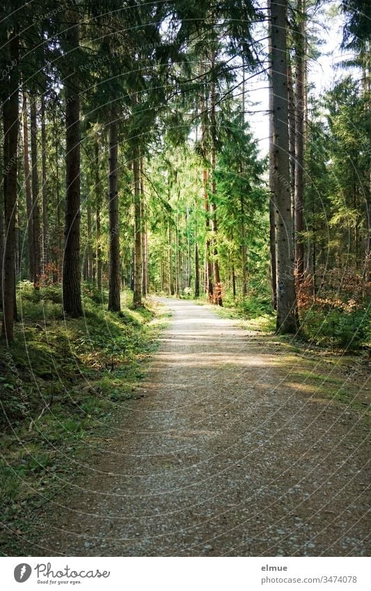 dark forest path leading into the light Forest off Tree Light Lanes & trails Deserted Nature Exterior shot Landscape Calm Peaceful Coniferous trees