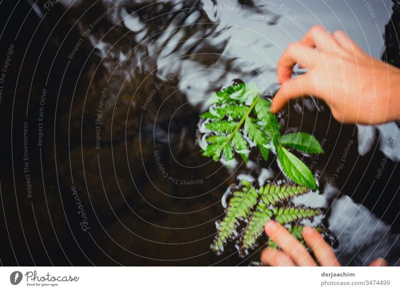 Children's hands place green leaves in a gently flowing river. Exterior shot Colour photo Leaf Nature Deserted naturally Close-up pretty Green Plant Growth