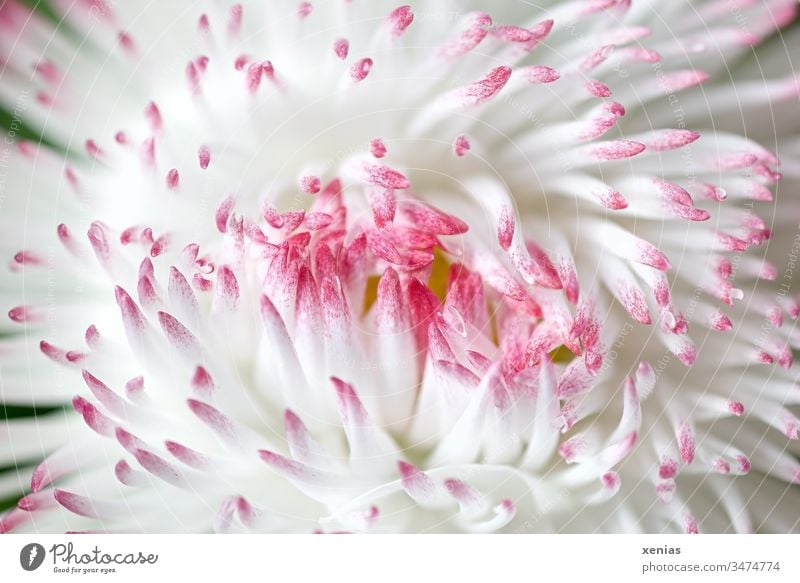 Macro shot: closed large daisy in white and pink Daisy Blossom Made to measure Flower White Pink Tongue blossoms Spring Plant Studio shot Beautiful