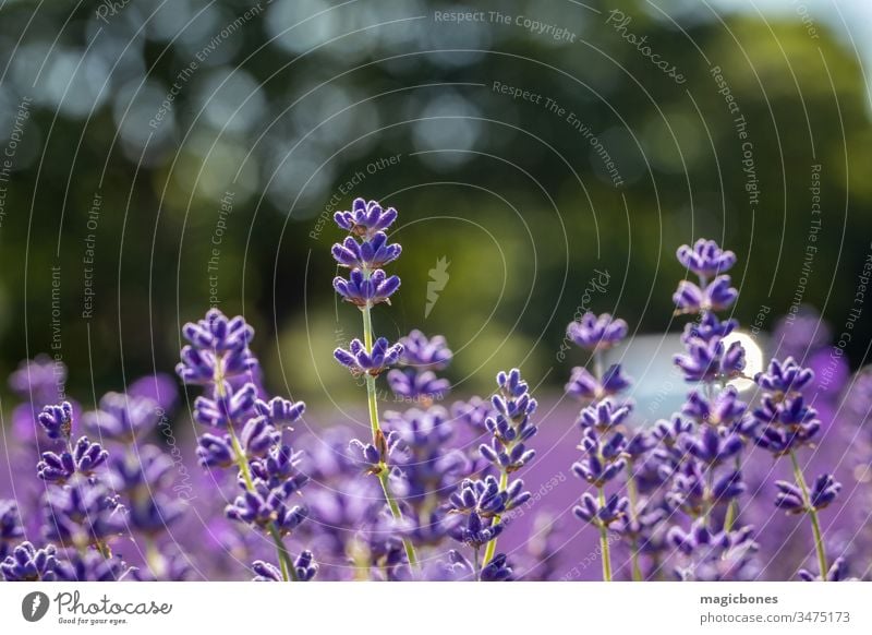Field of lavender flowers (lavandula angustifolia) Flower agriculture aromatherapy aromatic background bloom blooming blossom close up close-up closeup color