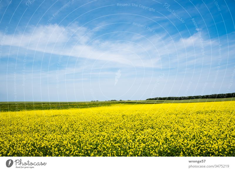 Blossoming rape field under a blue sky with delicate clouds on the island of Rügen Canola field Oilseed rape flower Yellow sunshine Beautiful weather Landscape