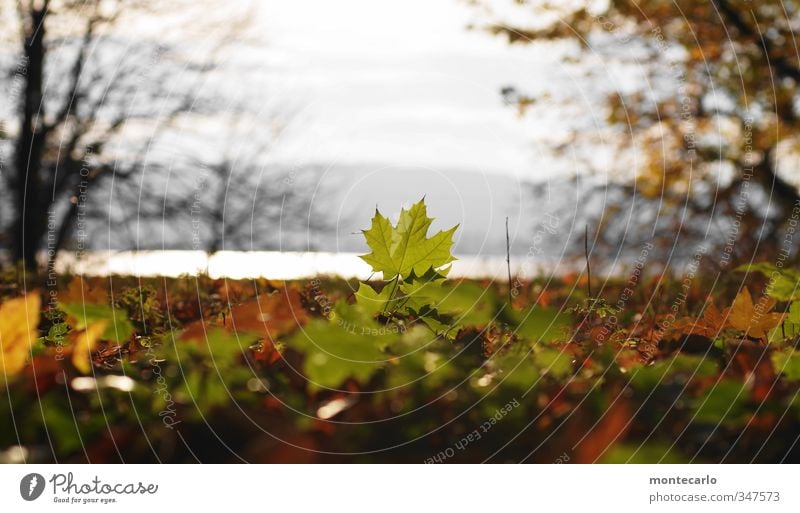 With lake view Environment Nature Plant Sun Sunlight Autumn Beautiful weather Tree Leaf Foliage plant Wild plant Park Lakeside Thin Authentic Natural Dry Warmth