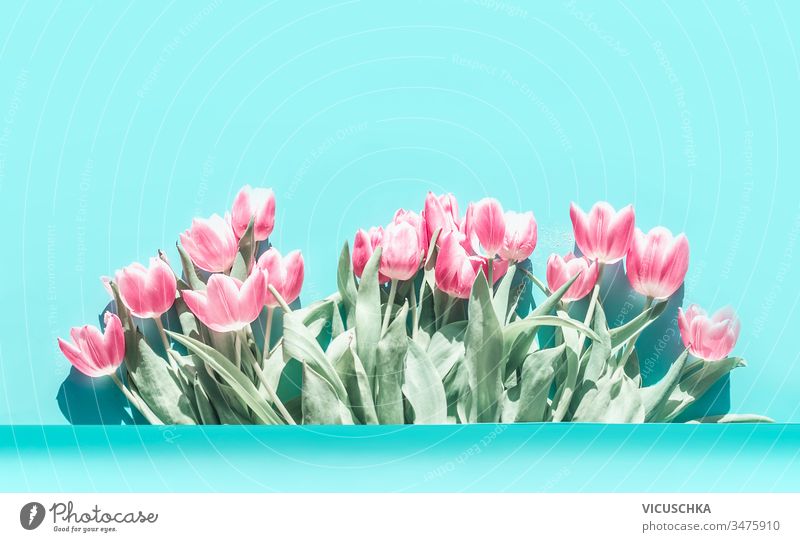 Pretty pink pale tulips flowers bunch at turquoise blue background. pretty above abstract banner beautiful beauty blossom bouquet card celebration composition