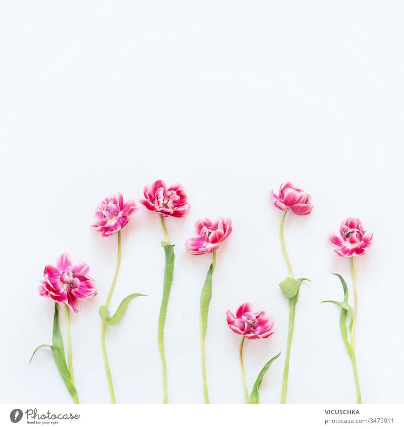 Delicate pink tulips with stems and leaves on white background. Floral border. Springtime concept. Mother day greeting card. Beauty delicate floral springtime