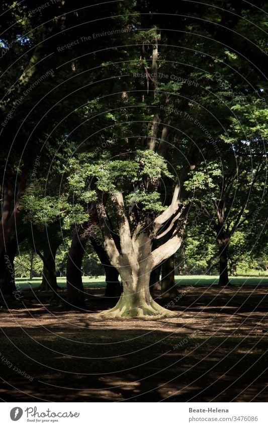 Zentralbaum Baum Wald Äste Stärke Natur wachsen grün