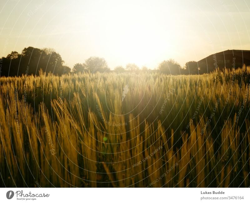 cornfield / field with a nice sunset in Bavaria, Germany Crops landscape sky nature wheat summer grass agriculture meadow farm sunrise green rural countryside