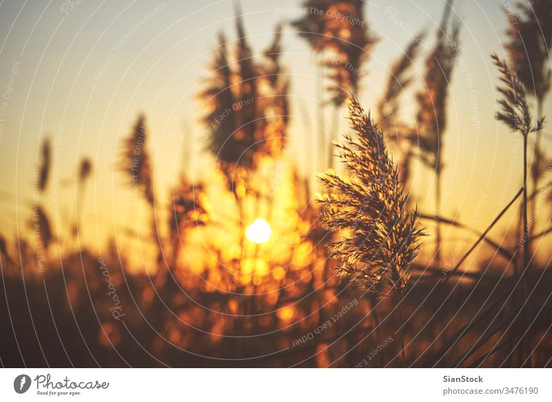 Common reed (phragmites) on sunset common nature natural plant grass autumn light background golden communis sunny beautiful sunlight red water spring orange