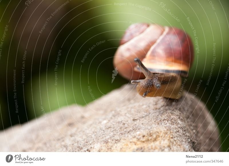 Review: 200 made! Environment Nature Animal Beautiful weather Snail 1 Rotate Success Slimy Brown Memory Colour photo Exterior shot Close-up Detail